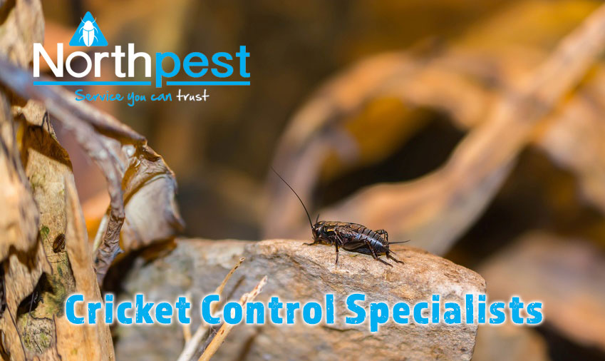 Cricket Control Specialists Northpest