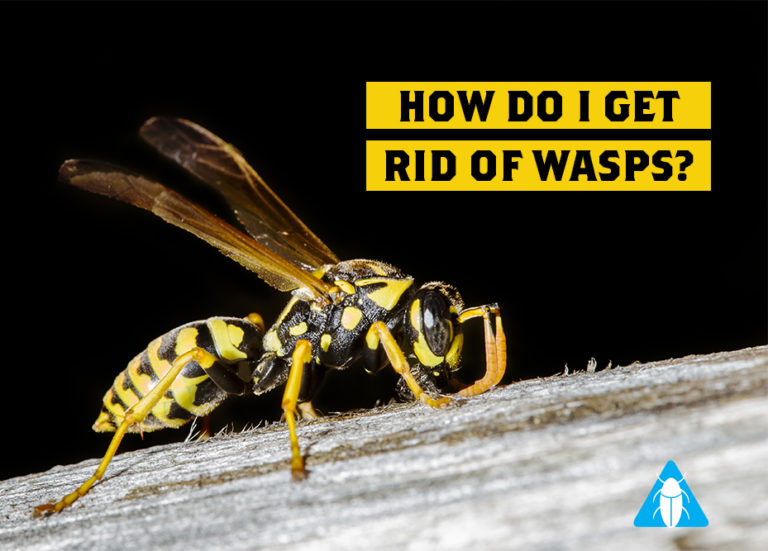 How do I get rid of wasps? - Northpest Pest Control Specialists ...